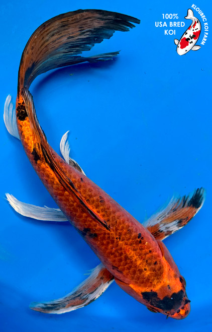 Koi Fish for Sale | Buy Japanese Koi Varieties Online