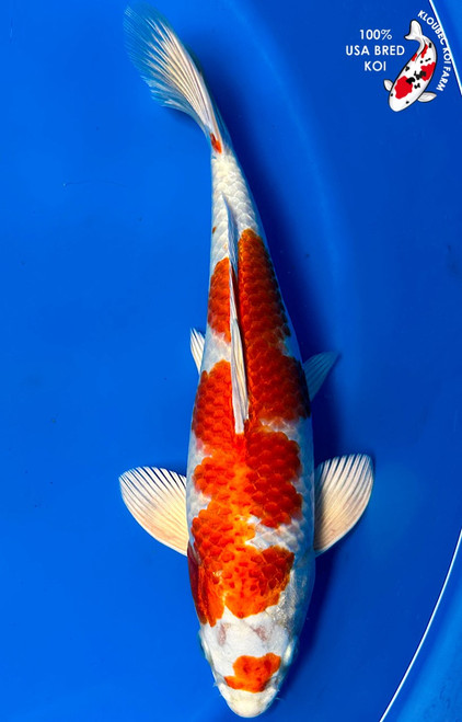 11" Hariwake Koi (#K71318P2)