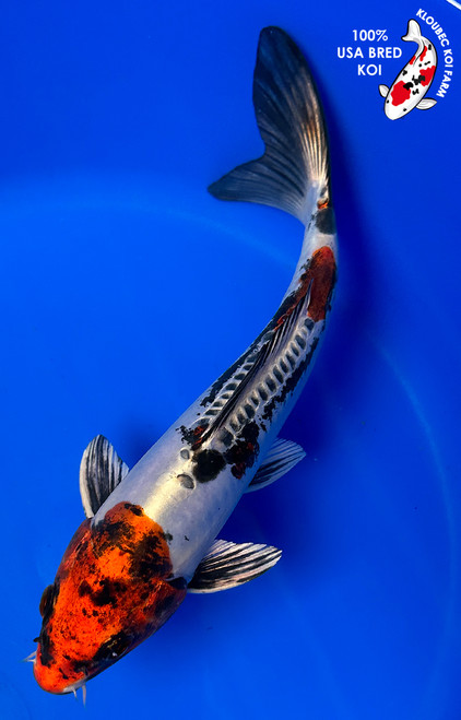 8.5" Beni Kikokuryu Koi #J112620(X20)