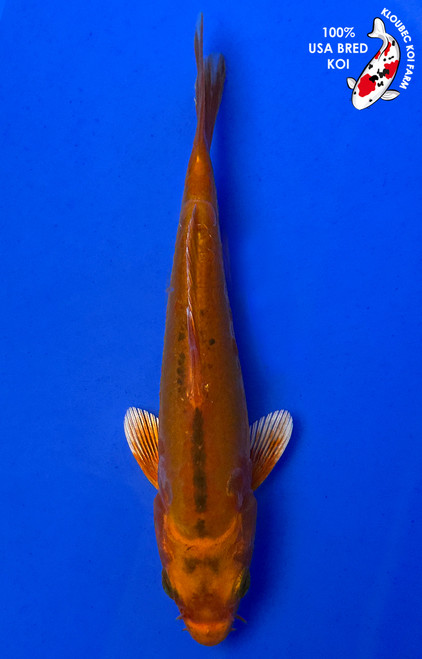 5" "Pumpkin Pie" Koi #J12618(X10)