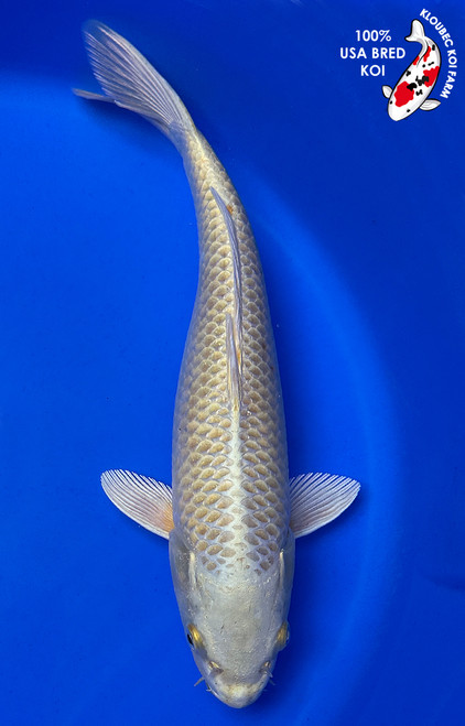 Shop Koi Varieties | Find Japanese Koi by Type | Kloubec Koi