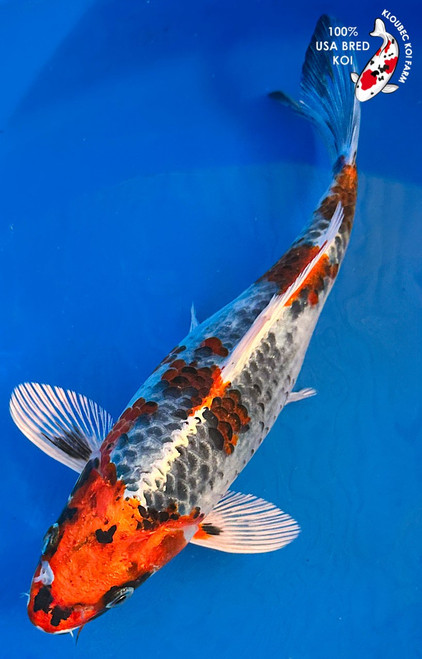 9.5" Kujaku Koi #K1711(X52)