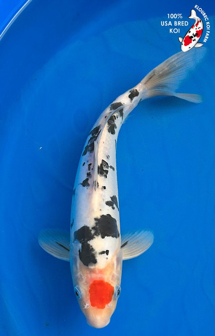 10.5" Doitsu Tancho Sanke Koi #K1739(X47)