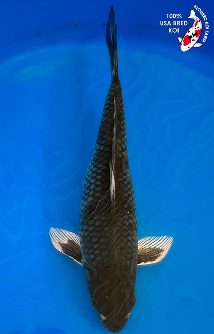 12" Ochiba Koi  #K1813(M16)