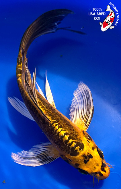 8" "Metallic" Doitsu Butterfly Koi #J182510(X1)