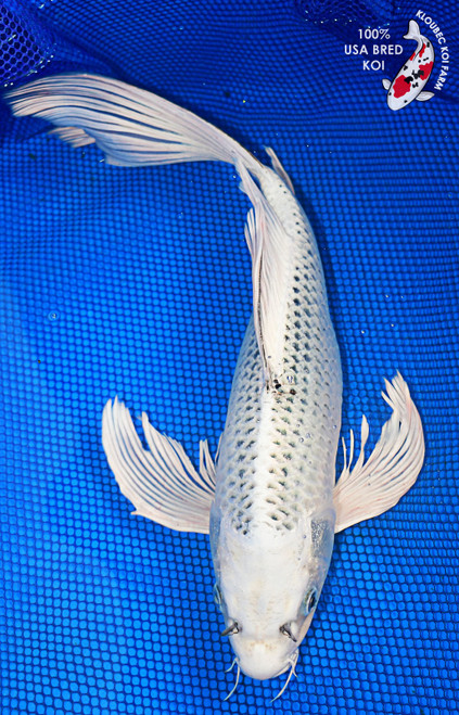 16" Gin Matsuba Butterfly Koi #E2209(M16)