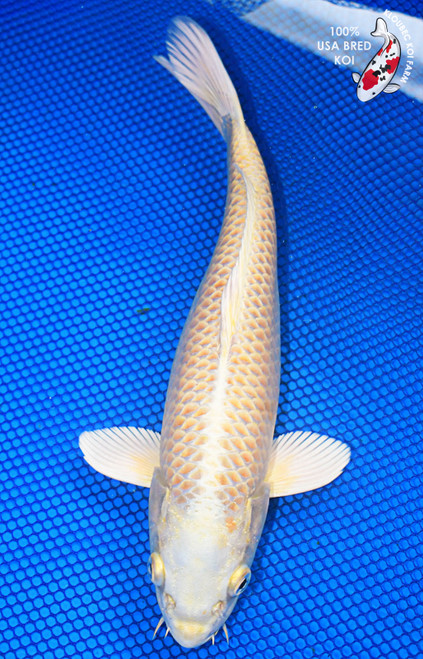 11" Yamabuki Ogon Koi #L2234(M16)