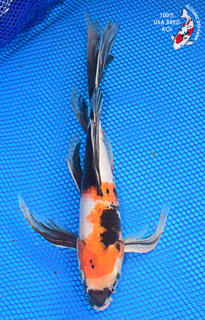 11" Showa Butterfly Koi #L2292(X36)
