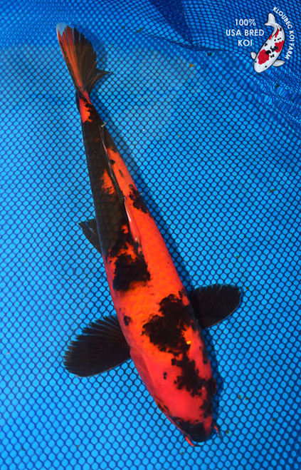 12" Hi Utsuri Koi #L2363(M16)