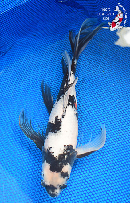 14" Showa Butterfly Koi #L2391(M16)