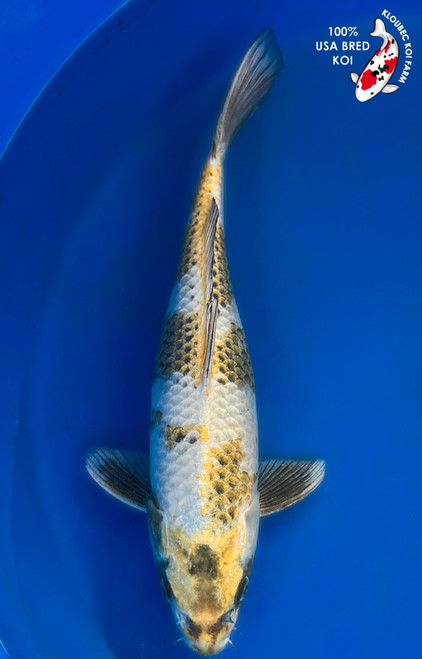 14" Hikari Utsuri Koi #K11720(M17)  