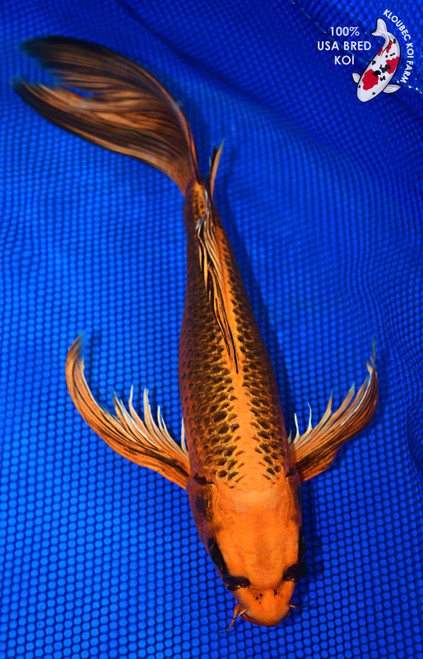16" Kin Matsuba Butterfly Koi #L2580(M17)