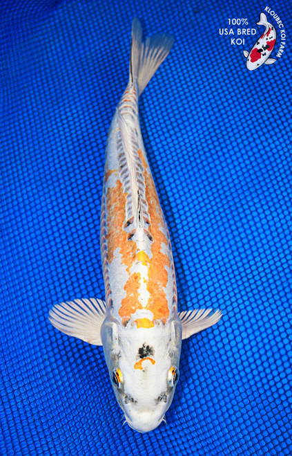 Koiページ Koi Auction Catalog 2025