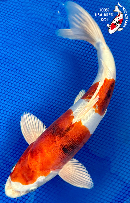 Koi Fish for Sale | Buy Japanese Koi Varieties Online