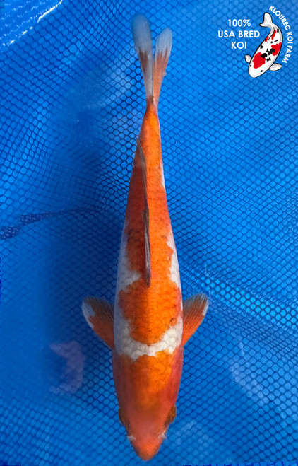 9.5" Ochiba Koi #J1257(X4)