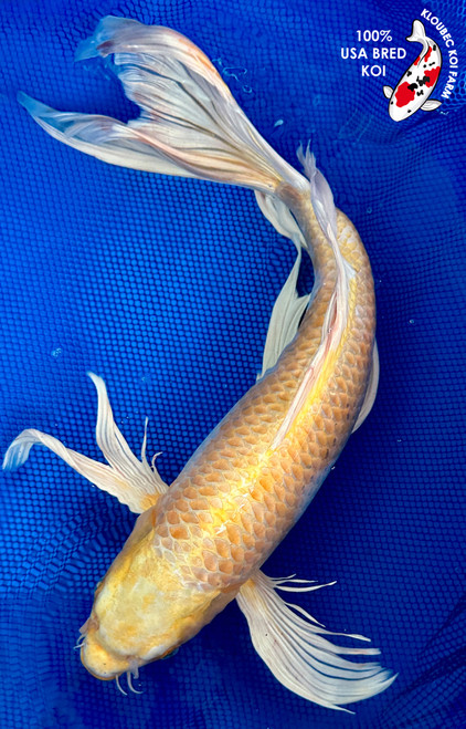 21" Yamabuki Hariwake Butterfly Koi #J1253(M19)