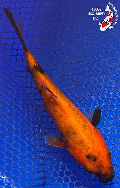 5" Hi Utsuri Koi #J1316(X56)