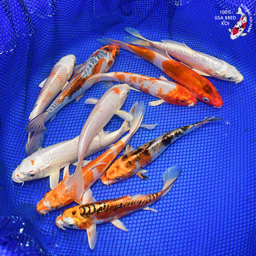 (10) 8-9" Koi Pond Pack #L2881(X29)