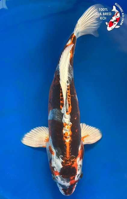 17.5" Beni Kikokuryu Koi #K1307(M17)