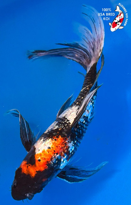 10" Gin Rin Showa Butterfly Koi #K12726(X7)