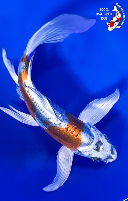 6" Doitsu  Metallic Butterfly Koi #K381(X41)