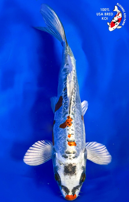 6" Doitsu Metallic Koi #K384(X41)
