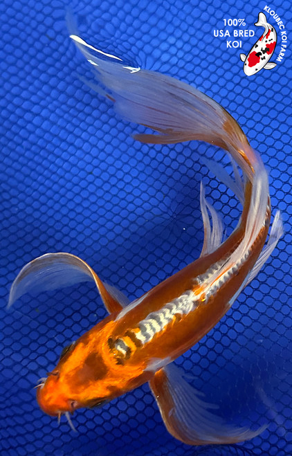 8.5" Kinsui Butterfly Koi #J31524(P7)