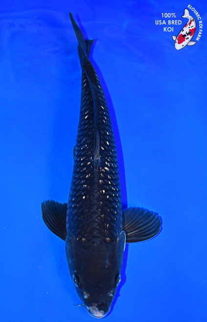 16" Gin Rin Soragoi Koi #L3114(M22)