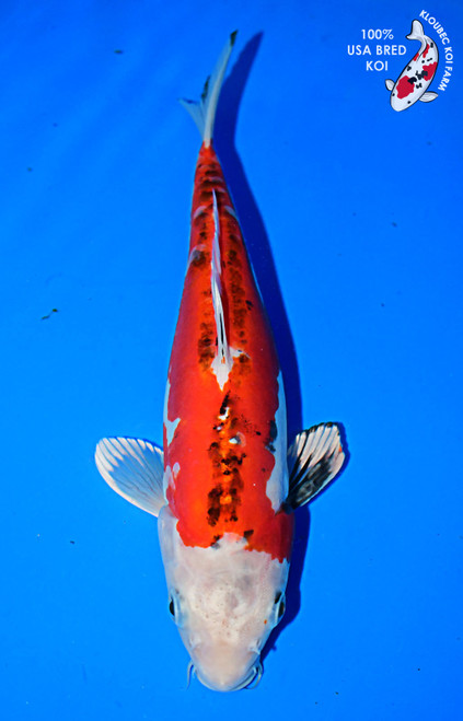 10" Beni Kumonryu Koi #L3190(P1)