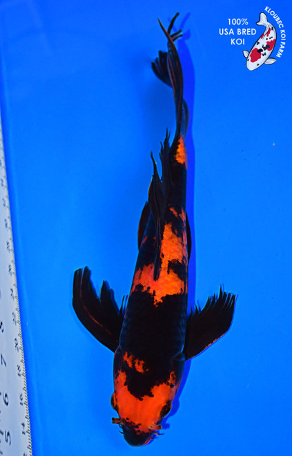 14" Hi Utsuri Butterfly Koi #L3295(P3)