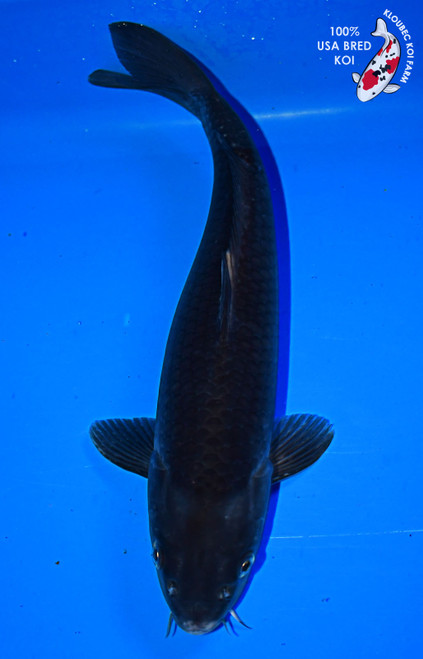 14" Karasugoi Koi #L3306(P3)