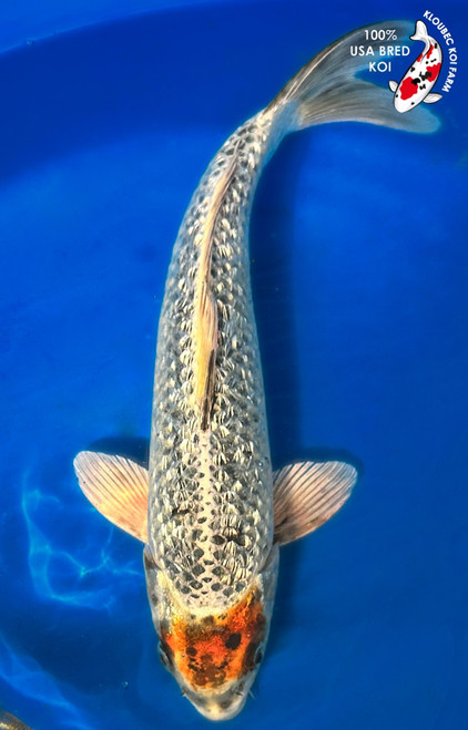 Large Koi Fish For Sale | Giant Koi Carp Varieties | Kloubec