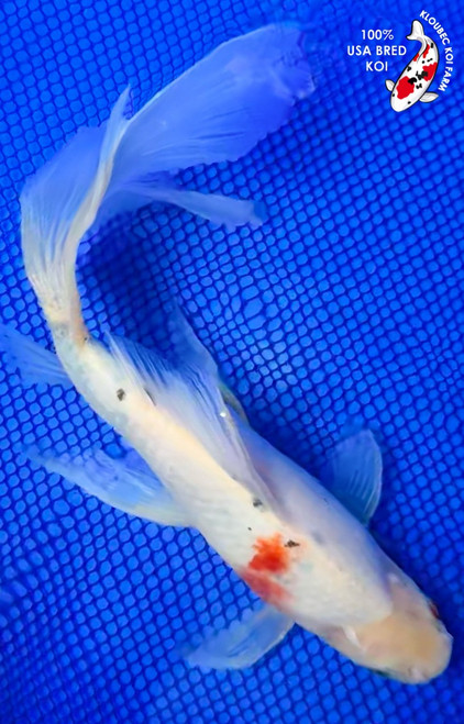 11.5" Fancy Tail Shubunkin Goldfish #K429(1)