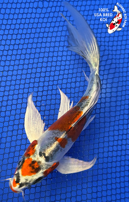 6.5" Beni Kikokuryu Butterfly Koi #J413(P7)