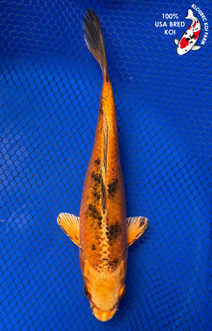 7.5" Hikari Utsuri Koi #J4314(P9)