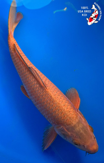 13.5" Root Beer Chagoi Koi #K15221(M14)