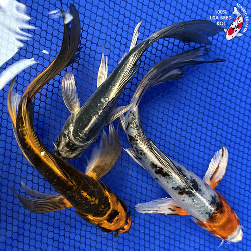 (3) 6-8" "Fairy Fleet" Butterfly Koi Pond Pack #J4186(J1)