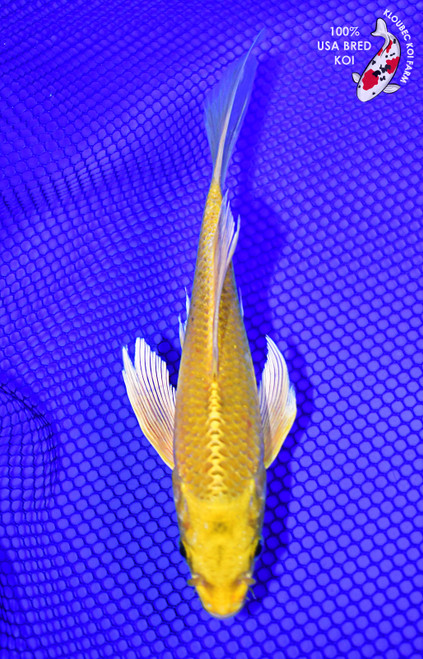 8" Yamabuki Ogon Butterfly Koi #L3732(P10)