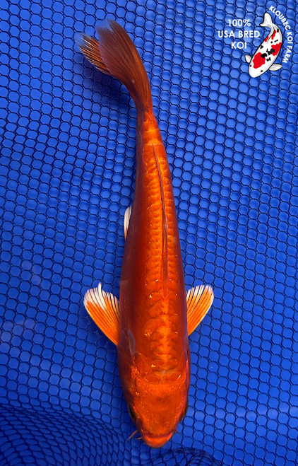 6.5" Doitsu Orenji Ogon Koi #J42417(P6)
