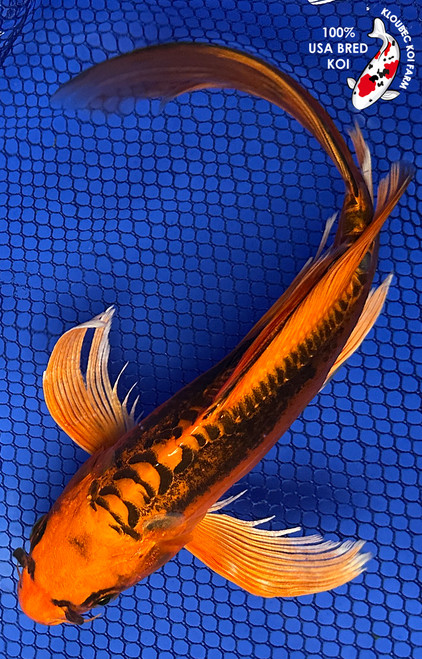 9" Doitsu Kin Matsuba Butterfly Koi #J4242(P4)