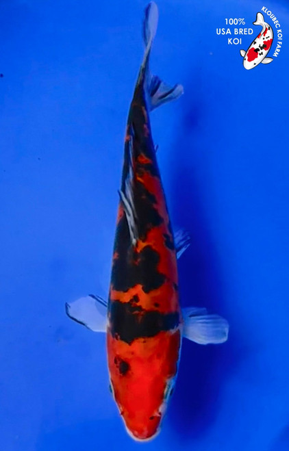 7.5" Doitsu Sanke Koi #K5416(X2)