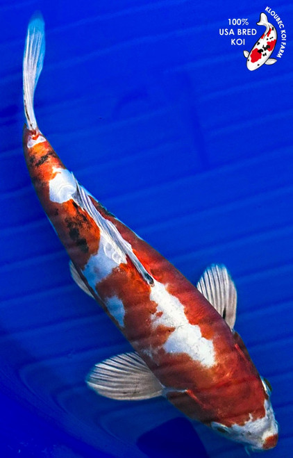 koiページ Koi Fish for Sale | Buy Japanese Koi Varieties Online