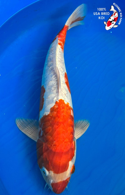 Shop Koi by Color | Patterned & Single-Color Koi Varieties