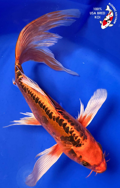 9" "Sparky" Doitsu Kin Matsuba Butterfly Koi #K5920(X45)