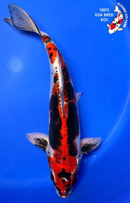 Koiページ Koi Fish Embroidery Design | EmbroideryDesigns.com