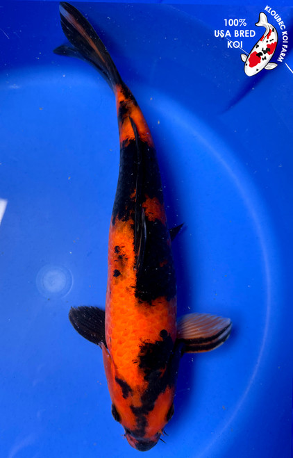 Koi Fish for Sale | Buy Japanese Koi Varieties Online