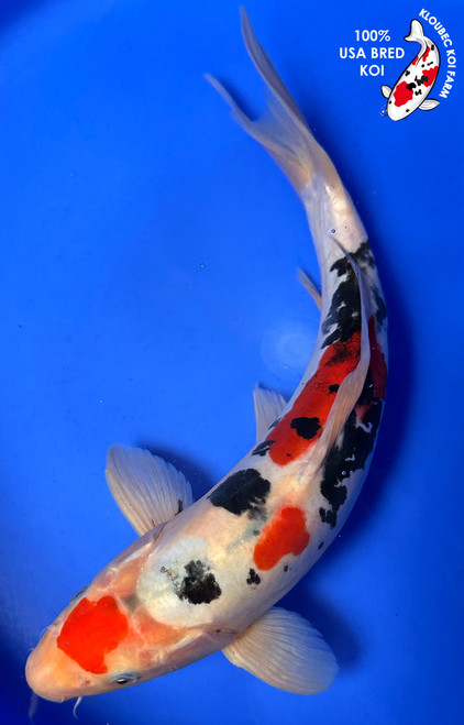 Koi Fish for Sale | Buy Japanese Koi Varieties Online