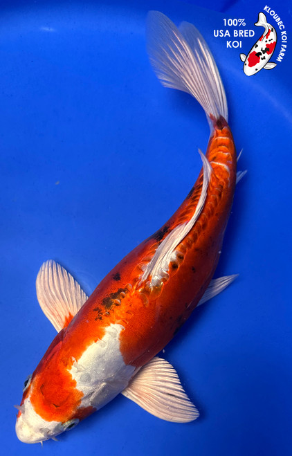 Koiページ Metallic Ochiba - koi #x0618t045 - Maruhiro Koi Farm