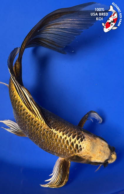 12" Matsuba Butterfly Koi #J5919(P4)