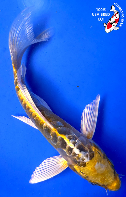 7" Doitsu Lemon Hariwake Butterfly Koi #J5928(P4)